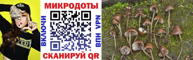 наркотики Черногорск Псилоцибиновые грибы Cubensis